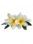 Hula Hair Clip / Pulumeria / White and Yellow / J1347wy