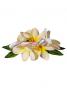 Hula Hair Clip / Pulumeria / Yellow and Pink / J1347ypi
