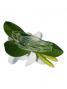 Hula Hair Clip / Pulumeria / Yellow and White / J1348w