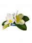 Hula Hair Clip / Pulumeria / Yellow and White / J1348w