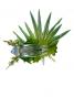 Hula Hair Clip / Cymbidium / White and Light Green / J1591