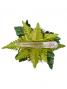 Hula Hair Clip / Lehua / Red / J2328r