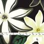 Hula Fabric / Tiare / JKH-530-BKLYE