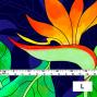 Hula Fabric / Strelitzia / JKH-550-BL