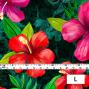 Hula Fabric / Hibiscus / JKH-554-GR