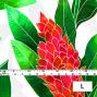 Hula Fabric / Red Ginger / JKH-562-WH