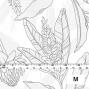 Hula Fabric / Ginger / JKH-564-WH