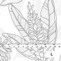 Hula Fabric / Ginger / JKH-564-WH