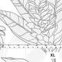 Hula Fabric / Ginger / JKH-564-WH