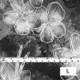 Hula Fabric / Plumeria / JKH-566-BK