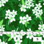 Hula Fabric / Plumeria / JKH-568-GR