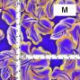 Hula Fabric / Hibiscus / JKH-662-PUYE
