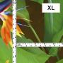 Hula Fabric / Bird of Paradise / JKH-668-BR
