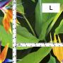 Hula Fabric / Bird of Paradise / JKH-668-DGR