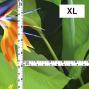 Hula Fabric / Bird of Paradise / JKH-668-DGR