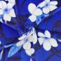 Hula Fabric / Plumeria / JKH-568-NV