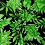 Hula Fabric / Protea / JKH-584-GR