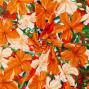 Hula Fabric / Hibiscus / JKH-616-OR
