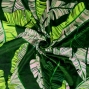 Hula Fabric / Banana Leaf / JKH-640-GR