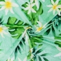 Hula Fabric / Tiare / JKH-642-TBL