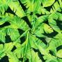 Hula Fabric / Banana Leaf / JKH-674-GR